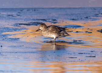 Closeup of a female Green-winged Teal, walking through a semi-frozen lake in Wintertime, with colorful late day light reflected in the waters.