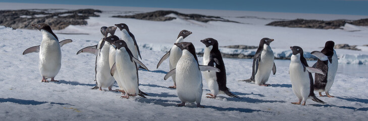 Obraz premium A huddle of Adelie Penguins on ice in Antarctica