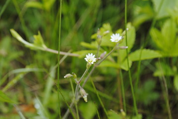 Small white flower of the field chickweed plant. Latin name Cerastium arvense. 