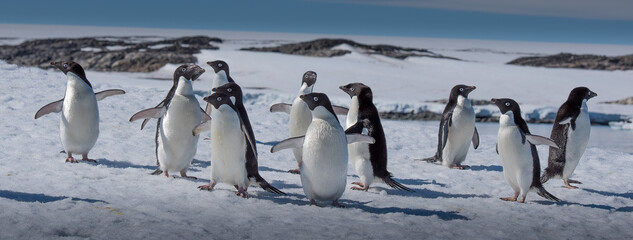 A huddle of Adelie Penguins on ice in Antarctica