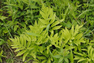 Sensitive fern or sympathy fern leaves isolated close up macro. Latin name Onoclea sensibilis.