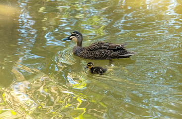 Pacific Black Duck (Anas supercilios)