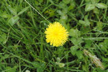 Bright yellow fluffy dandelion or dandelion-like flower blooming in late spring