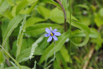 Purple blue flower of the blue-eyed grass plant (Sisyrinchium angustifolium). Blue eyed grass flowers in bloom mid spring close up macro isolated.