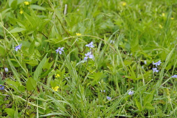 A patch of blue-eyed grass flowers in bloom mid springtime. Latin name Sisyrinchium augustifolium. 
