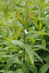 Spittlebug insect 