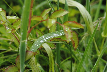 Dew drops on bright green grass close up macro 