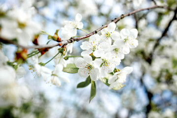 Obraz premium White blossom on the tree blooming in the early spring, backgroung blured. High quality photo