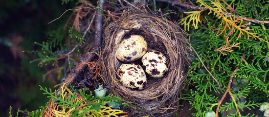 Bird nest with eggs on tree branch in spring