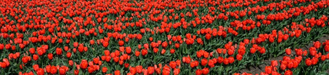 Bright red tulips in full bloom in rows on a sunny spring day, as a nature background
