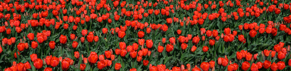 Bright red tulips in full bloom in rows on a sunny spring day, as a nature background
