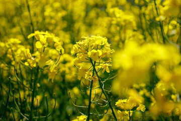 Obraz premium Yellow blooming rapeseed field. Rapeseed is grown for the production of animal feeds, vegetable oils and biodiesel