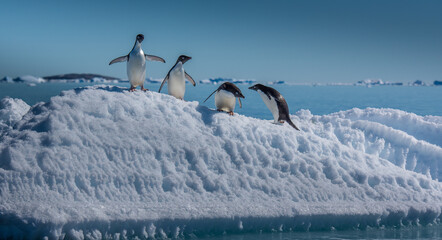 Adelie penguins on small ice berg in Antarctica