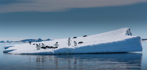 Fototapeta na wymiar Adelie penguins on ice berg in Antarctica