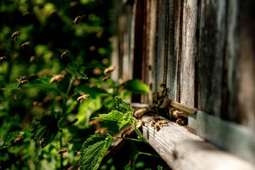 Honey bees fly near a wooden hive. Worker bees. Apiculture