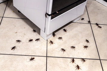 cockroach infestation in the kitchen, insects on the dirty floor, lack of hygiene and need for...