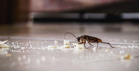 dirty cockroach walking on the floor eating crumbs of garbage, disgusting insect indoors, need for detection