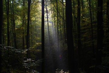 Obraz premium Licht im Walde