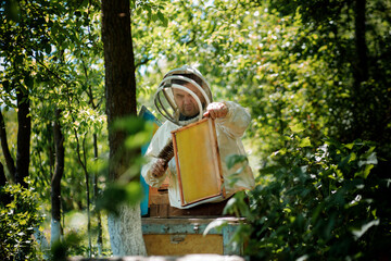 Fototapeta A beekeeper in a protective suit shakes the honey frame from bees with a brush. Pumping honey. Apiculture. Beekeeper obraz