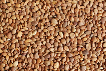  brown dry fruit apricot seeds isolated itexture background,top view