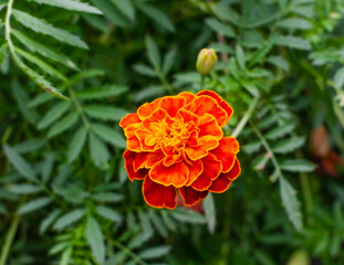 marigold in the garden against the background of green leaves