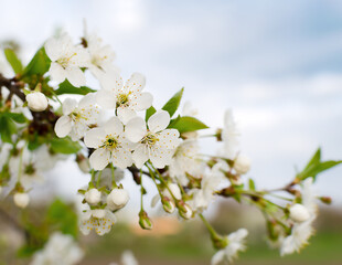 cherry branch with white flowers
