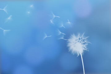 Dandelion with flying seeds and blue background with bokeh
