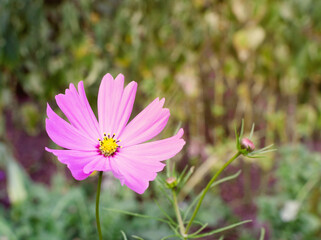 Obraz premium pink cosmos flower