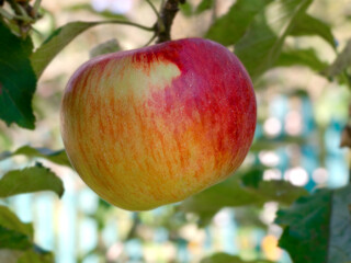 natural red apple on a tree branch