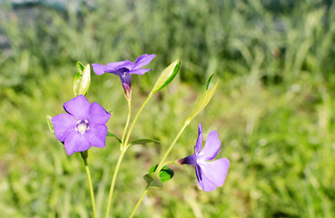 periwinkle flowers on a background of green leaves