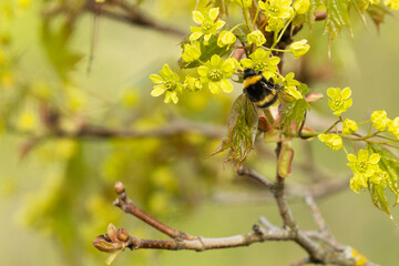 Bumblebee visiting fresh Norway maple blossoms on a spring day in Estonia, Northern Europe