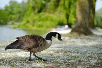 Fototapeta premium pato comiendo en parque