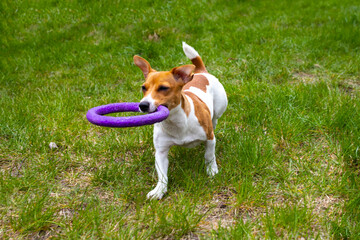 Jack Russell terrier dog plays with toy.Little puppy with puller toy in teeth.Cute small domestic dog.Playful cute little doggy biting violet plastic circle