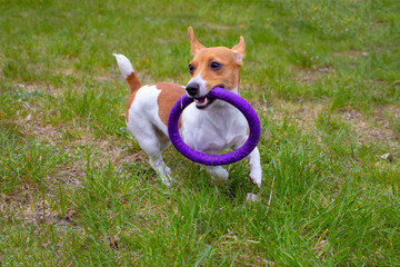 Jack Russell terrier dog plays with toy.Little puppy with puller toy in teeth.Cute small domestic dog.Playful cute little doggy biting violet plastic circle