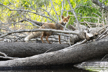 Red fox crossing a small river on fallen tree trunks