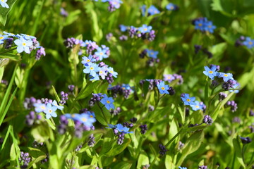 Forget-me-not floral field. Floral background sunny day