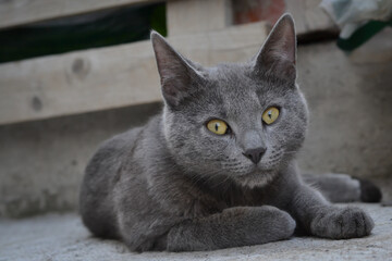 Photo of a Russian blue cat lying on the ground on a grey textured background