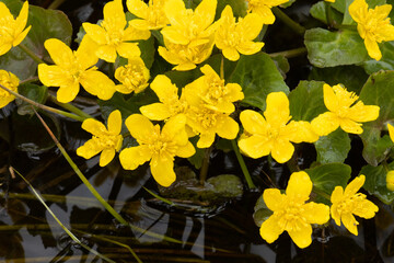 Close-up of a blooming Marsh-marigold on a spring day in Estonia, Northern Europe