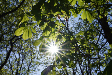 Obraz premium tree and sun