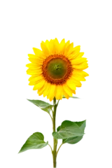 Rolgordijnen Sunflower Photo Overlays, flower summer autumn element s, digital backdrop, png © Daria