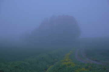 早朝の霧に包まれた北海道千歳市の農業地帯 / Agricultural area surrounded by fog in the early morning in Chitose, Hokkaido