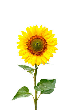 Sunflower Photo Overlays, flower summer autumn element s, digital backdrop, png