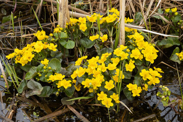 Blooming Marsh-marigold on a spring day in Estonia, Northern Europe	