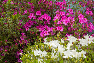Fototapeta premium pink and white flowers