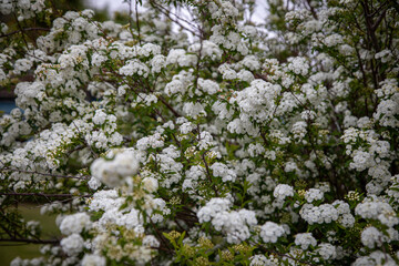white flowers in spring