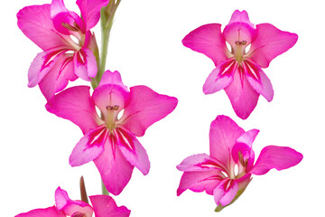 Fototapeta na wymiar Gladiolus communis or eastern gladiolus or common corn-flag pink flowers