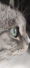 Naklejka na ściany i meble close up of a cat
