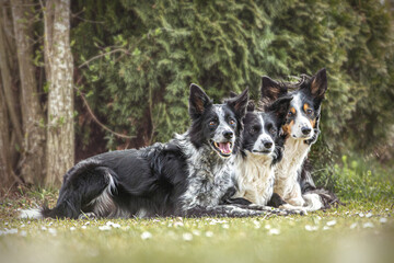 Portrait of three border collie dogs lying down on a meadow in early spring outdoors