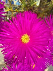 pink chrysanthemum flowers