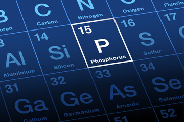 Phosphorus on periodic table of the elements. Chemical element with symbol P and atomic number 15. An element essential to sustaining life, largely through phosphates. Used in fertilizer production. - obrazy, fototapety, plakaty